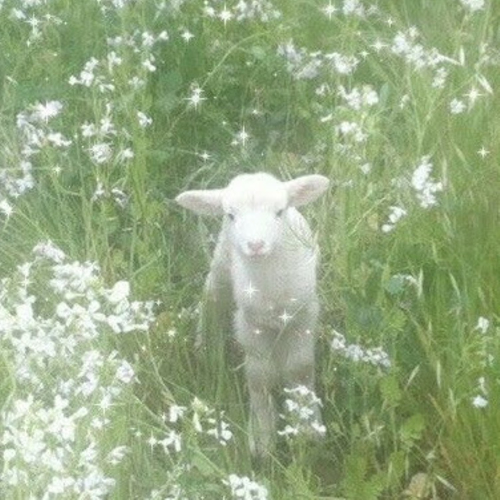 Meet your Posher, Pearl